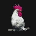 我的鸡盒软件-我的鸡盒软件安装最新版（暂未上线）v1.0