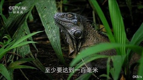 全网通TVapp下载_全网通tv盒子版appv6.1.0 运行截图2