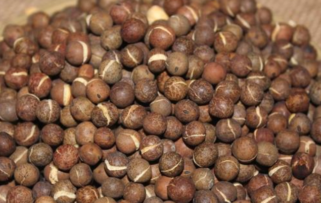灰豆子的功效与作用 灰豆子的营养价值有哪些