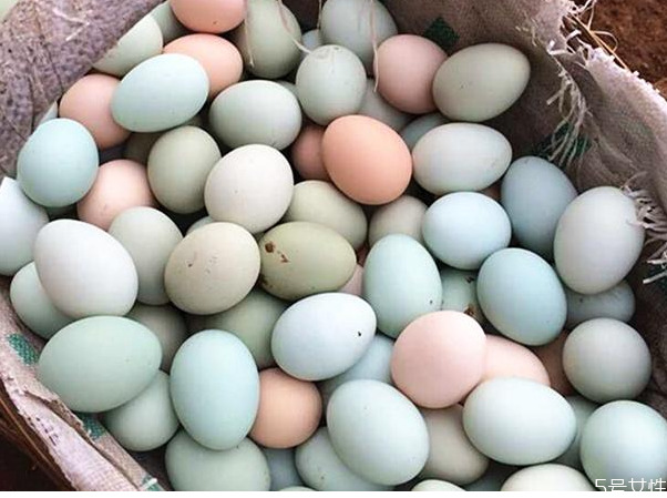 乌鸡蛋好还是土鸡蛋好 乌鸡蛋和土鸡蛋的区别