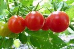 如何挑选西红柿 挑选西红柿的方法