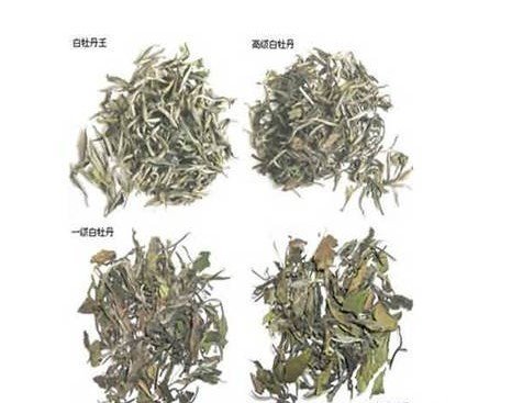 白牡丹茶的药用价值 喝白牡丹茶的禁忌