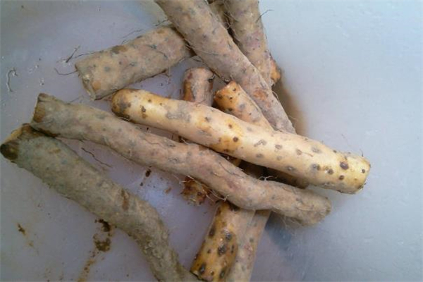 铁棍山药可以经常吃吗 铁棍山药的食用禁忌