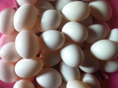 鸽子蛋可以做蛋羹吗 鸽子蛋怎么做蛋羹呢