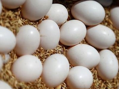 鸽子蛋可以做蛋羹吗 鸽子蛋怎么做蛋羹呢