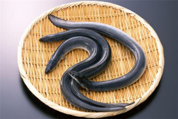 海鳗鱼是什么 海鳗鱼怎么做好吃