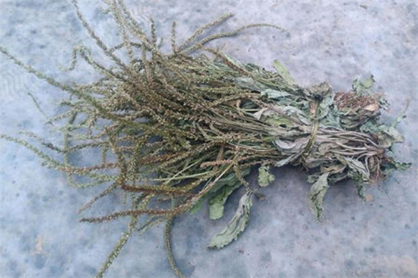 车前草泡水小孩能喝吗 车前草泡水适合多大小孩喝