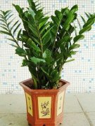 风水十大吉祥绿植(排名前五的风水植物推荐)