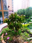 风水里最吉祥的花（家中养3种花旺财旺人）