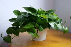 属虎养什么植物旺财(属虎的幸运花和旺财花)