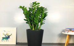 属鼠养什么植物旺财（属鼠养这7种植物旺财又好运）