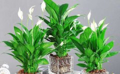 属鸡养什么植物旺财(属鸡7种植物旺财又旺运)