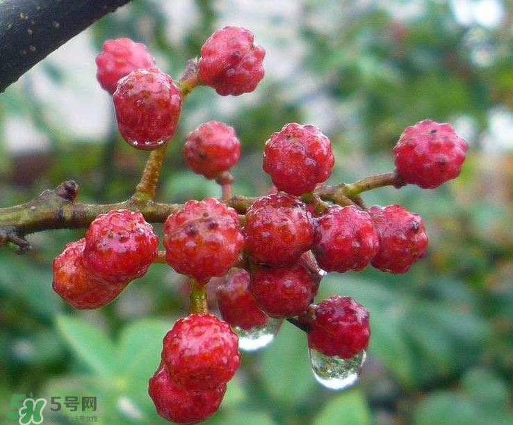 花椒泡脚能祛湿吗？怎样用花椒去湿去寒？