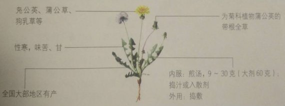 蒲公英的功效之抗炎利胆清热解毒