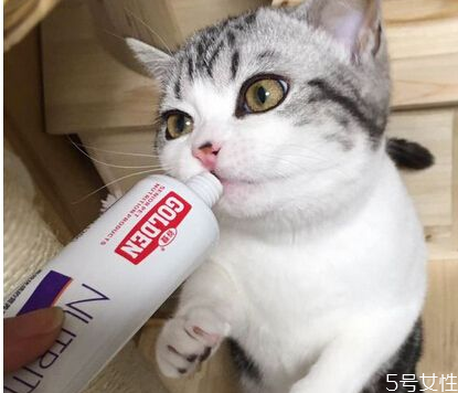 猫营养膏可以天天吃吗 猫用营养膏哪个牌子好