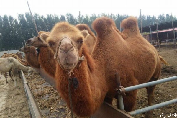 骆驼奶有美容功效吗 骆驼奶美容有效果吗