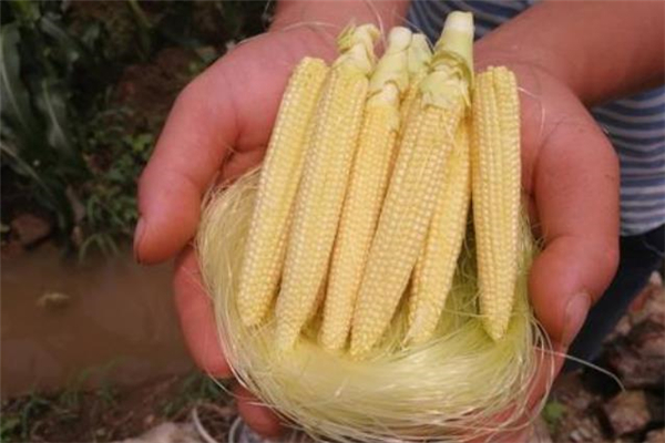 玉米笋可以冷藏吗 玉米笋怎么保存