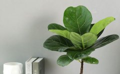 琴叶榕的风水大忌属相(琴叶榕的风水作用和禁忌)