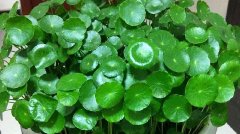 铜钱草旺什么生肖(属相蛇适合养铜钱草)